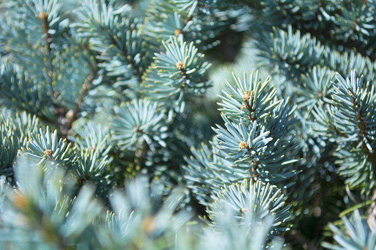 Blaufichte