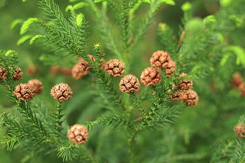 Cryptomeria